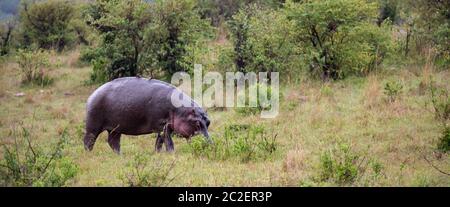 L'hippopotame marche dans la savane Banque D'Images