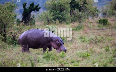 L'hippopotame marche dans la savane Banque D'Images