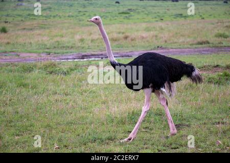 Un oiseau d'Ostrich mâle traverse le paysage de l'herbe de la savane au Kenya Banque D'Images