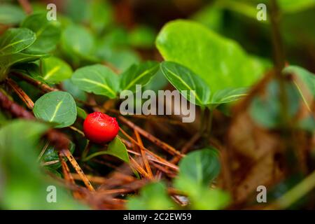 Baies rouges dans la forêt de la Nouvelle-Écosse Canada Banque D'Images