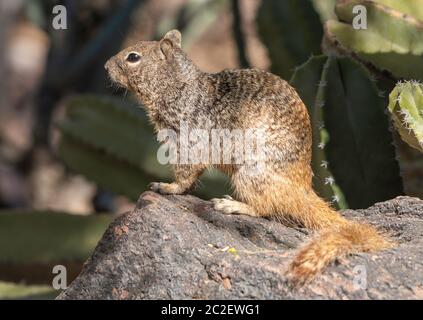 Squirrel, Otospermophilus variegatus, au jardin botanique du désert, Phoenix, Arizona Banque D'Images