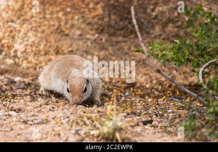 Écureuil à queue ronde, Xerospermophilus tereticaudus, au jardin botanique du désert, Phoenix, Arizona Banque D'Images