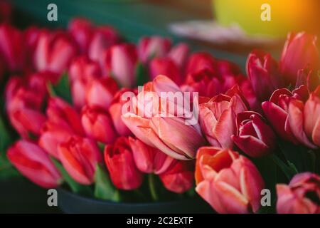 Pile de tulipes rouges dans bouquet de fleurs au marché Banque D'Images
