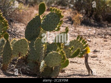 Yuma Antelope Squirrel, Ammospermophilus harrisi, se nourrit de fleurs du cactus Prickly Pear d'Engelmann, Opuntia phaeacantha, dans le par national de Saguaro Banque D'Images