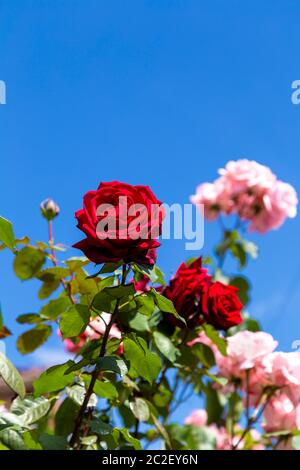 Rouge une rose anglaise dans le jardin en été Banque D'Images