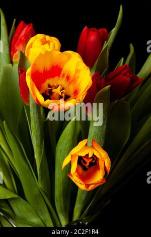 fleurs de tulipes sur fond noir Banque D'Images