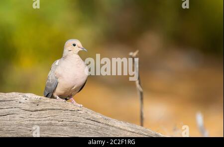 A Mourning Dove, Zenaida macroura, se trouve dans un rondin du parc Dreamy Draw, qui fait partie de la réserve des montagnes Phoenix près de Phoenix, en Arizona Banque D'Images