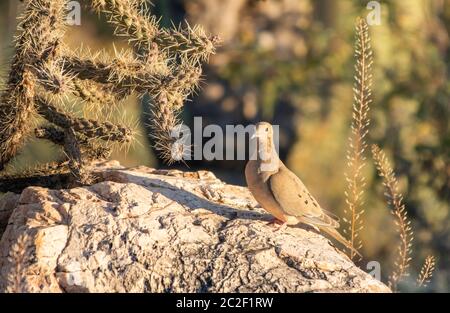 A Mouning Dove, Zenaida macroura, perche sur un rocher dans le parc national de Saguaro, Arizona Banque D'Images