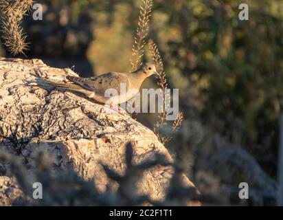 A Mouning Dove, Zenaida macroura, perche sur un rocher dans le parc national de Saguaro, Arizona Banque D'Images