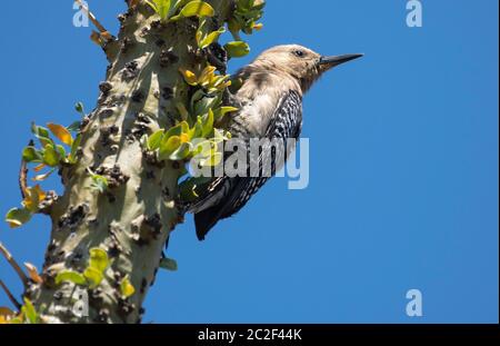 Un pic de Gila, Melanerpes uropygialis, perche sur un Ocotillo, Fouquieria splendens, dans le jardin botanique du désert, Phoenix, Arizona Banque D'Images