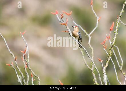 Un pic mâle Gila, Melanerpes uropygialis, perche sur un Ocotillo, Fouquieria splendens, dans la zone naturelle de Sonoita Creek, Arizona Banque D'Images