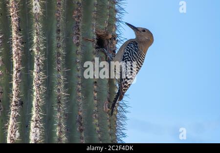 Gila Woodpecker, Melanerpes uropygialis, perches à sa cavité de nid dans un cactus de Saguaro, Carnegiea gigantea, dans la réserve riveraine à Water Ranch, Banque D'Images