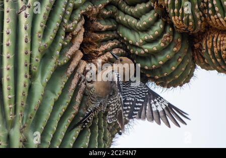 Une femelle Gila Woodpecker, Melanerpes uropygialis, approche de sa cavité de nid dans un cactus de Saguaro, Carnegiea gigantea, dans le jardin botanique du désert, Banque D'Images