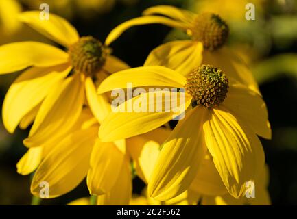 Coneflower Rudbeckia nitida (brillant), fleurs de l'été Banque D'Images