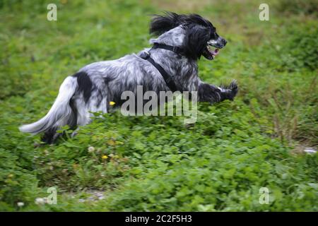 chien d'épagneul qui court sur l'herbe verte, mise au point douce Banque D'Images