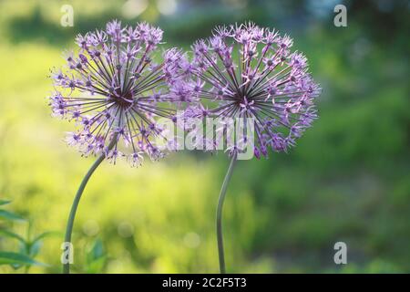 Allium deux fleurs Banque D'Images