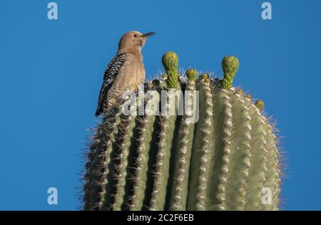Une femelle Gila Woodpecker, Melanerpes uropygialis, marche sur un cactus Saguaro, Carnegiea gigantea, dans le parc Papago, une partie de la montagne Phoenix Prese Banque D'Images