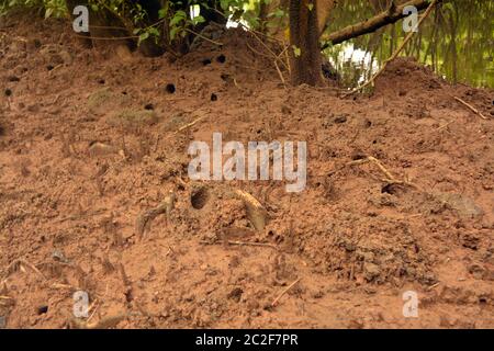 Trou de crabe de mangrove Banque D'Images