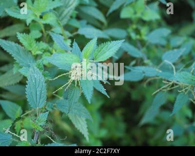 L'ortie (Urtica dioica) aka Ortie plante utile comme un arrière-plan Banque D'Images