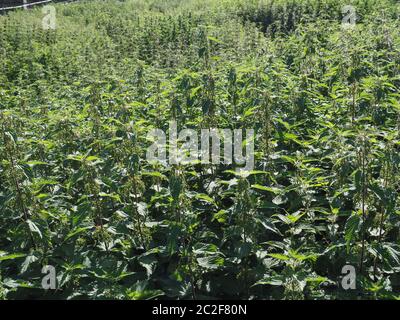 L'ortie (Urtica dioica) aka Ortie plante utile comme un arrière-plan Banque D'Images