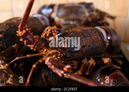 Jasus lalandii aussi appelé le homard de Cape Rock ou le homard de West Coast est une espèce de homard épineux trouvé au large de la côte de l'Afrique australe Banque D'Images