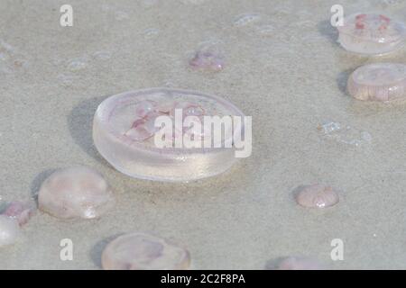 Aurelia aurita, également appelé le méduse commun dans la mer baltique Banque D'Images