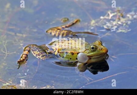 Pêche de l'étang de grenouille Pélophylax esculenta Banque D'Images