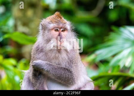 Singe macaque à la forêt de singes d'Ubud à Bali, Indonésie Banque D'Images