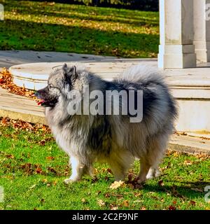 Keeshond est un chien de taille moyenne avec un manteau en peluche à deux couches d'argent et de fourrure noire avec une fourrure roupie et une queue courue Banque D'Images