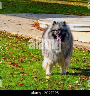 Keeshond est un chien de taille moyenne avec un manteau en peluche à deux couches d'argent et de fourrure noire avec une fourrure roupie et une queue courue Banque D'Images