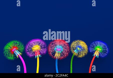 Bouquet de cinq fleurs de pissenlits fleuris de couleurs colorées inhabituelles. Pissenlits abstraits multicolores sur fond bleu. Création c Banque D'Images