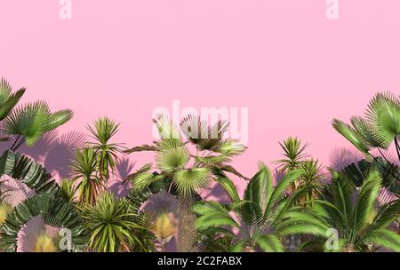 Palmiers verts et plantes exotiques tropicales sur fond rose avec espace de copie. Illustration créative conceptuelle. Rendu 3D. Banque D'Images