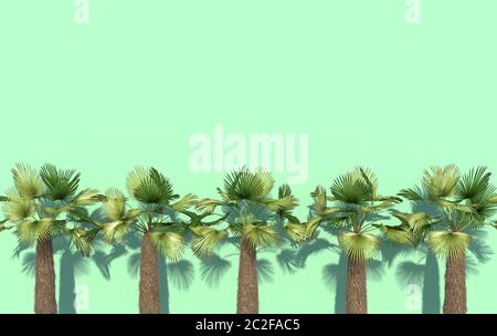 Les palmiers verts se trouvent en rangée sur un fond turquoise clair avec un espace de copie. Illustration créative conceptuelle. Rendu 3D. Banque D'Images