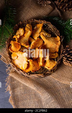 Véritable chanterelle, plaisir de la forêt Banque D'Images