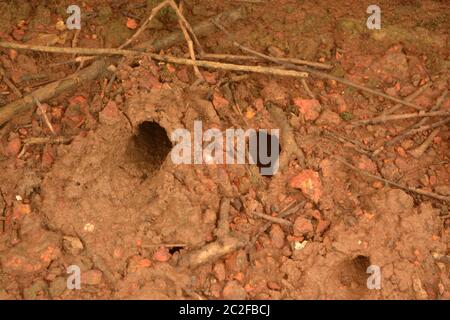 Trous de crabe de mangrove Banque D'Images