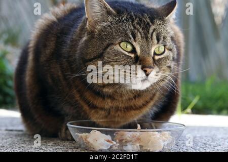 Nourriture saine pour un chat. Un chat est heureux de la nourriture pour chat Banque D'Images