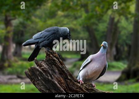 WESTERN Jackdaw / European Jackdaw (Corvus monedula) et le pigeon en bois commun (Columba palumbus) perchés sur une souche d'arbre en forêt Banque D'Images