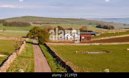 Les moutons se prélevant au soleil tôt le matin dans les champs de pâturage près d'une étroite ruelle de campagne près de Hartington dans le Derbyshire Dales, dans le Peak District d'Angleterre Banque D'Images