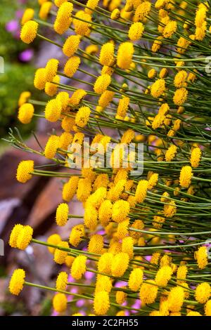 Jaune Santolina bordure pleine fleur Banque D'Images