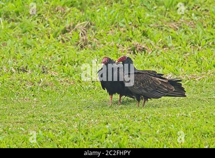 Turkey Vulture (Cathartes aura aura) deux adultes debout sur le lac Grass Yojoa, Honduras février 2016 Banque D'Images