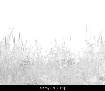 Herbe sauvage incolore et fleurs sauvages sur fond blanc. Récolte de plantes en blanc monochrome. Illustration avec espace de copie. Rendu 3D Banque D'Images