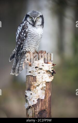 Portrait du jeune hibou de faucon du Nord (Surnia ulula) dans la forêt de bouleau de près. Verticalement. Banque D'Images