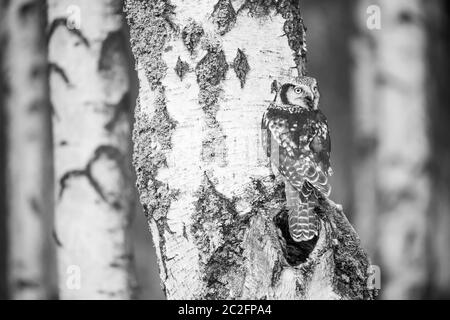 Portrait noir et blanc du jeune Northern Hawk Owl dans la forêt de bouleau. Banque D'Images