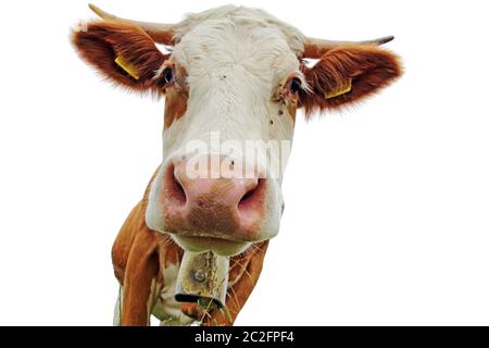 Tête d'une vache Simmental avec cornes et cloche avec fond blanc Banque D'Images