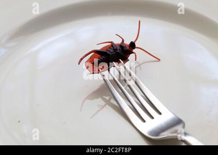 Insectes sur une assiette.insectes comme nourriture ou les insectes comestibles sont des espèces d'insectes utilisées pour la consommation humaine soit entière ou comme ingrédient dans les aliments transformés pro Banque D'Images