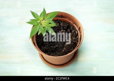 Cultiver du cannabis à la maison. Une plante de chanvre dans un pot sur un fond bleu sarcelle Banque D'Images
