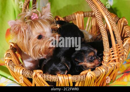 Heureux chiens ensemble, petit chiot mignon de yorkshire terrier . Yorkie chien charmant, drôle de portrait de chien dans le jardin Banque D'Images