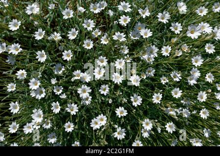 Plante de jardin de roche neige en été - Cerastium tomentosum - avec de nombreuses fleurs blanches Banque D'Images