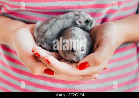 Couple de hamsters russes gris dans les mains de fille avec vernis à ongles rouge et t-shirt à rayures roses et grises Banque D'Images