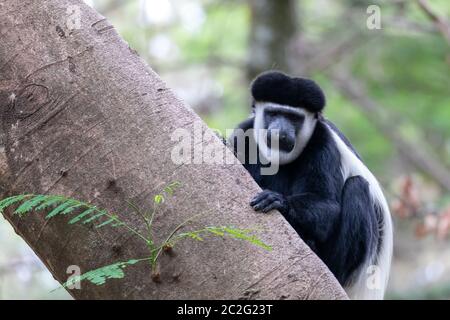 Singe Colobus guereza magnifique, dans l'habitat naturel à proximité du lac Awassa, Ethiopie, Afrique de la faune Banque D'Images